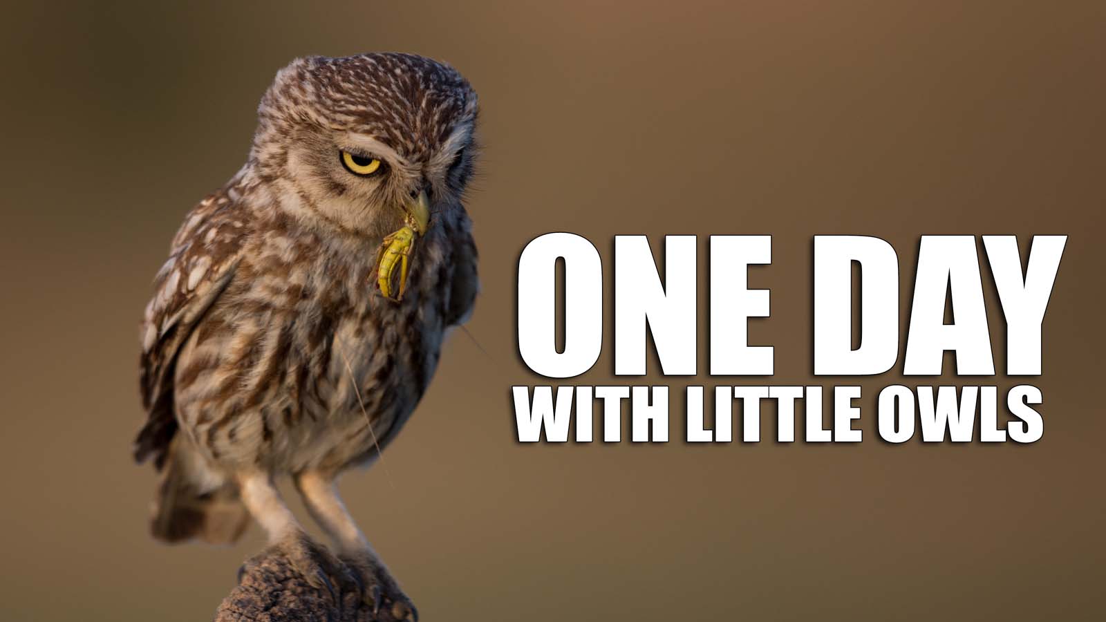 One day with little Owls
